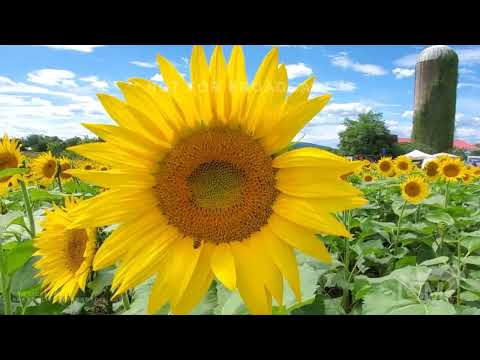 08-14-2022 Muncy, PA - Sunflower Fest 2022, Live Music & Food