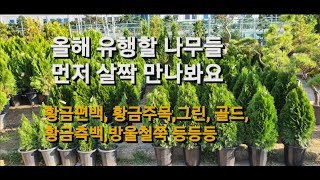 올해 유망,인기 수종들 먼저 살짝 만나봐요~ #양재동꽃시장 #식물튜브 #유행수종 #유망수종