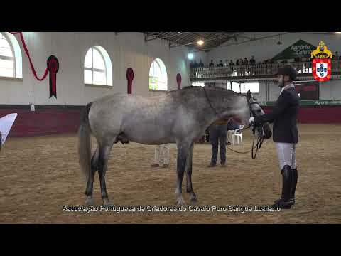 221022 12 Mizu da Fonte - Aprovação de Garanhões