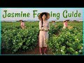 This Flower Can Make You Rich Jasmine Flower Farming Guide