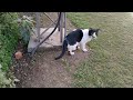 Tuxedo Cat Is Fighter He Loves To Fight And Wants To Be The King Of Street