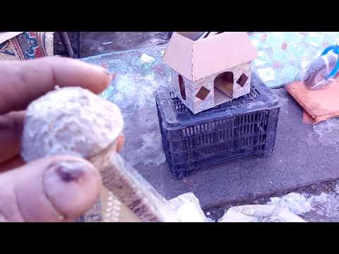 CICICĂ SOLONȚ 2021