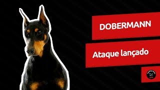 video guardog na mídia