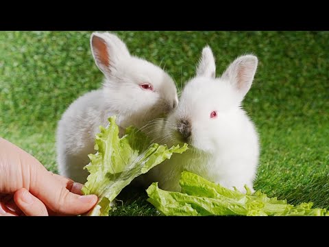 , title : 'この動画は、5分であなたのストレスを軽減し、幸せにしてくれます！ASMR！ウサギがサラダを食べる様子をお楽しみください。簡単な瞑想効果も期待できます。'