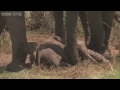Uceni se byt slonem (Tearon) - Známka: 1, váha: velká