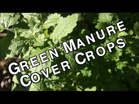 , title : 'Green Manure Cover Crops Organic Sustainable Soil Fertilizers'