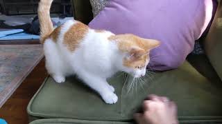 Stevie the sight impaired girl, looking for love at 17 months old, September 14 2025