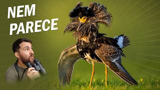 AVES que ficam IRRECONHECÍVEIS na reprodução! 
