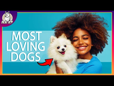 Most Loving Dog Breeds In The World