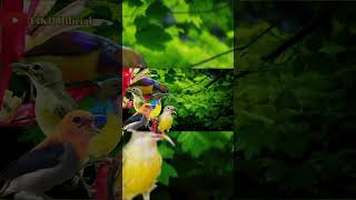 Download lagu Korlap Betina Vs Kamande Suara Pikat Paling Ampuh#pikat #suarapikatampuh #burung mp3