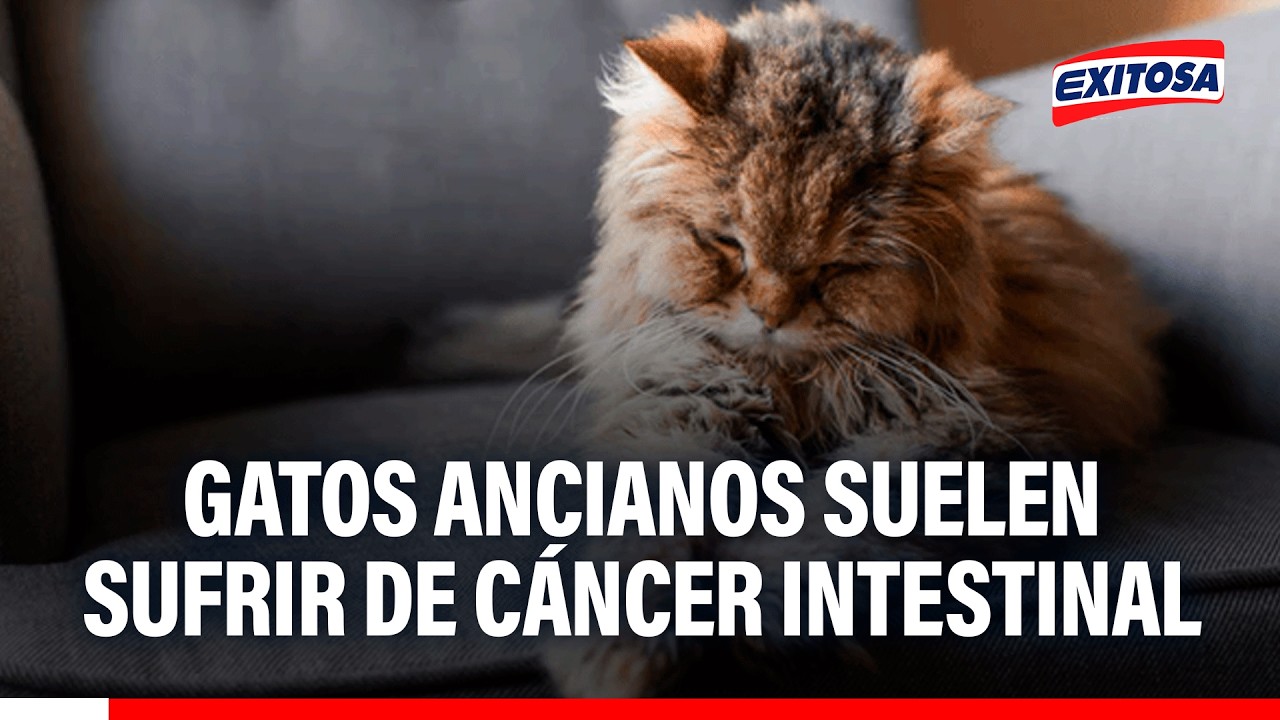 🔴🔵 Samantha Gallo: "Los gatos mayores tienen mucho ese tema de línfoma intestinal"