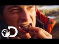 Bear Grylls' Guide To Finding Food In Extreme Environments | Born Survivor: Bear Grylls Bear Grylls' Guide To Finding Food In Extreme Environments | Born Survivor: Bear Grylls