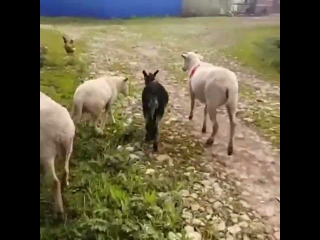 🏡🐄🐏Урам тутырып көтү кайткан чакларны сез дә сагынасызмы ул?