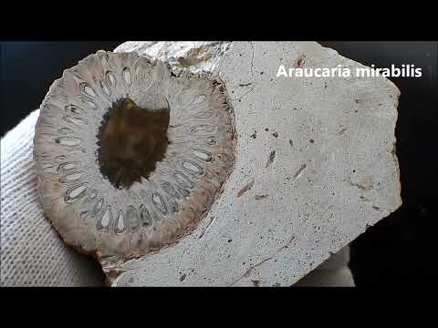 Remnants of ancient forests.