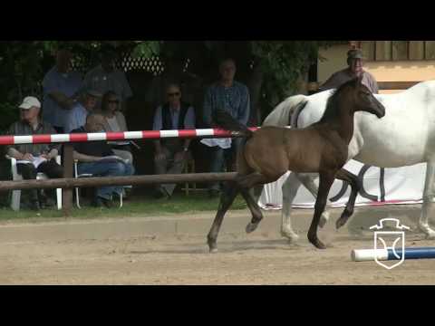 RD128 Hengstfohlen von Livello - Castellini - Calido I