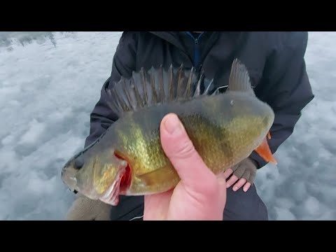 Ahventa merenlahdesta | Ahven on matalassa alkutalvesta | Juha saa lempinimen | Papa smurf rocks