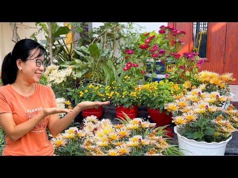 Förtrollande trädgårdsanläggning med denna fantastiska blomma | Enkel växtförökning