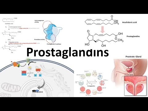 Prostaglandine: Biosynthese, Funktion und Regulierung