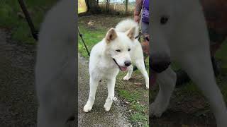 #shelterdog #rescuedogs #animalrescue #rescuedog #rescuestories #animalshelter #akita #akitadogs