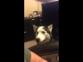 Sev The Husky Her Opinion On 2 Fast 2 Furious Funny