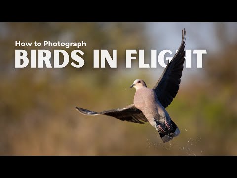 How to photograph BIRDS IN FLIGHT!