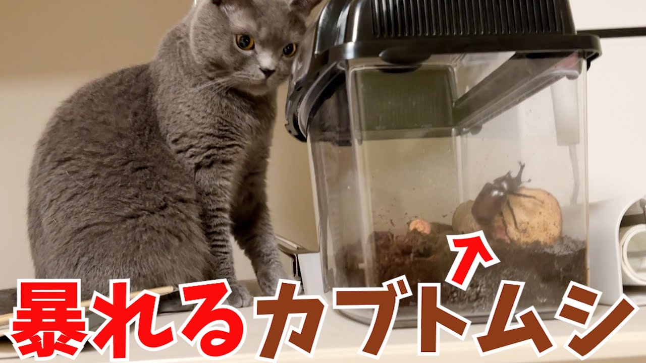 荒ぶるカブトムシから目が離せない猫がかわいいw
