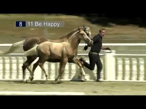 Altmarkshofs Be Happy/Old. (Ex Baysan MD), Palomino-HF v. Benicio - Quaterback