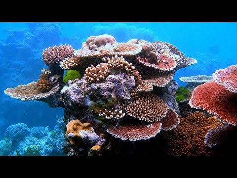 Facts: Corals and Coral Reefs