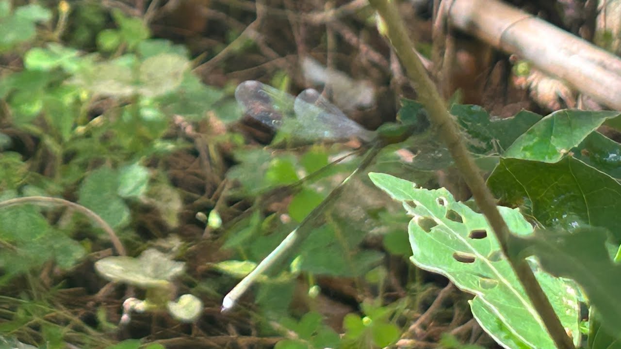 映画ロケの休憩中…オオアオイトトンボが庭に遊びに来た