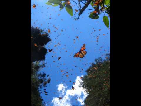 Apteka - Rajska polana