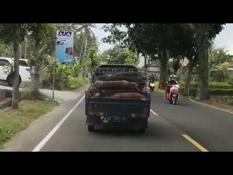 South to North Bali, on the road ❤️