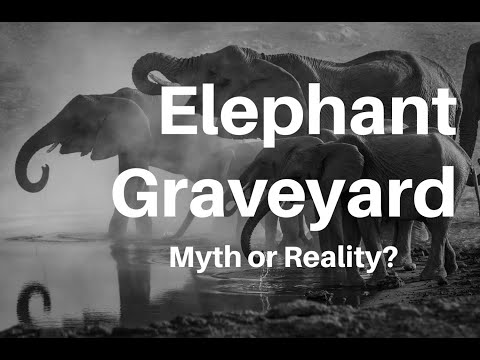 The Elephant's Graveyard: Myth or Reality?