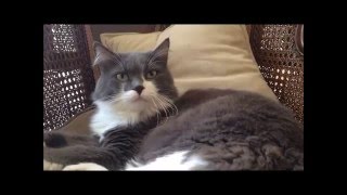 Sabih Cangil - Senin Kedin Olmak