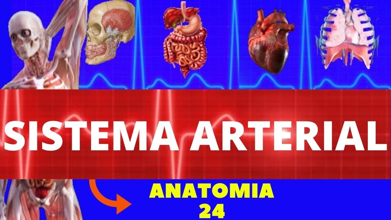 ANATOMIA DO SISTEMA ARTERIAL (ANATOMIA HUMANA) - ARTÉRIAS DO CORPO HUMANO E AORTA