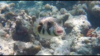 Ultimate Snorkelling Safari - Kuramathi House Reef, Rasdhoo Atoll, Maldives