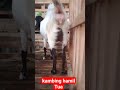 Panic Or Not ️Heavily Pregnant Goat Feed Goat Pregnant Shorts Shortvideo Respect