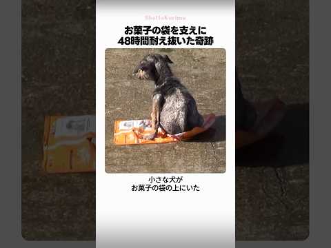 お菓子の袋を支えに48時間耐え抜いた奇跡