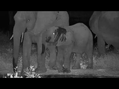 Djuma: Elephants-loner and then couple more-Pt:2 - 21:24 - 03/11/20