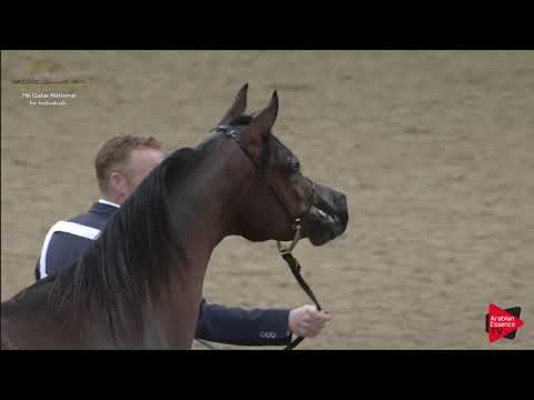 N.170 JALMOOD UMM ALUDHAM - 2019 Qatar Individuals - Colts 2 Years Old (Class 5B) .mp4