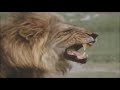 Male Lions Fights Compilation