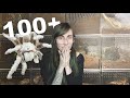 ALL My TARANTULAS Spiders Scorpions Solifugae Arachnids Invertebrates