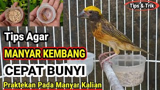 Download lagu Tips for Fast Mbeset Manyar Care!! mp3