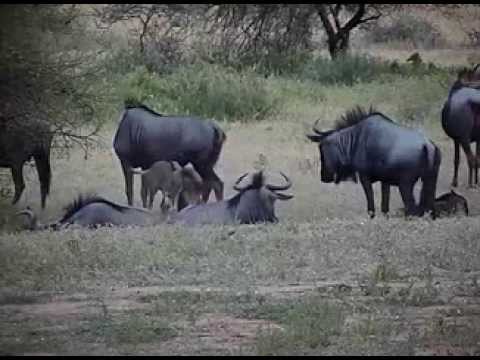 Wildebeest with their babies at Pete's Pond  Jan 23, 2014  5:40am