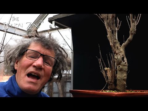 Two White Ash, The Bonsai Zone, Jan 2023