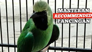 Download lagu RECOMMENDED!! CUCAK IJO ISIAN TENGKEK UDANG FASEH mp3 Download lagu RECOMMENDED!! CUCAK IJO ISIAN TENGKEK UDANG FASEH mp3