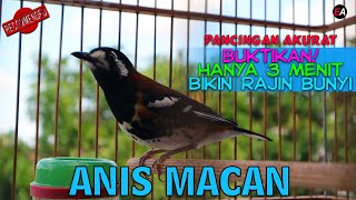 Download lagu PANCINGAN ANIS MACET! SUASANA INI BIKIN ANIS MACAN GACOR SETIAP SAAT! mp3