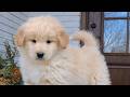 Mixed Breed dogs for sale: Duke  - Video 1
