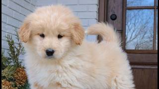 Video preview image #1 Goldendoodle-Samoyed Mix Puppy For Sale in PARADISE, PA, USA