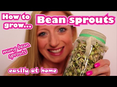 HOW TO GROW BEAN SPROUTS EASILY AT HOME - sprouting mung beans in mason jar - homegrown beansprouts