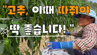 고추 농사 마지막으로 끈매주었습니다 - 고추재배 Red pepper farming